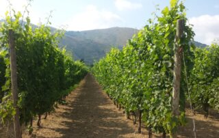 Dazi USA, la filiera italiana vino invita il Governo a promuovere una trattativa di equilibrio