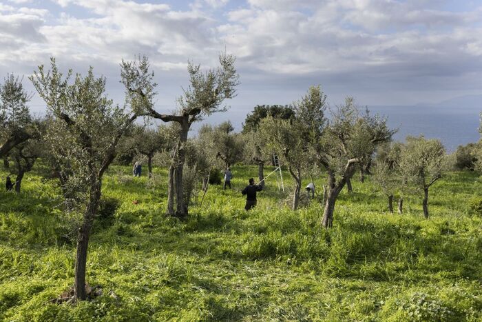 L'Oro di Capri ha presentato i suoi uliveti secolari e i progetti di recupero paesaggistico a Terra Madre 2023.