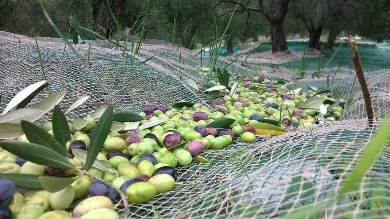 Agricoltura: I frantoi aspettano i fondi PNRR, le associazioni chiedono celerità e tempi certi